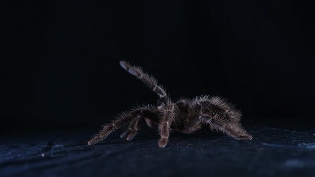 Lasiodora Parachibana, spider bird, tarantula