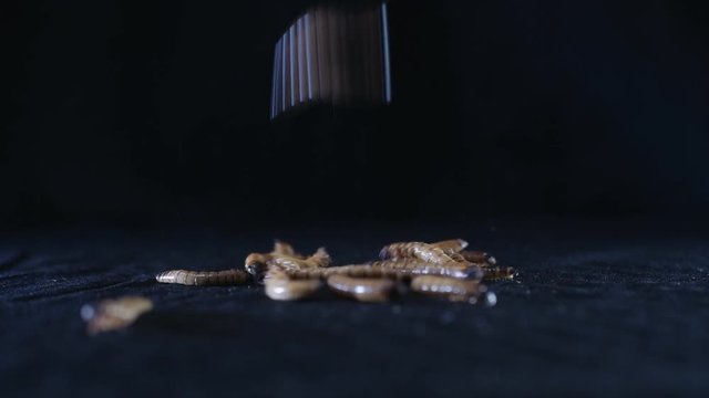 Zophobas morio larvae