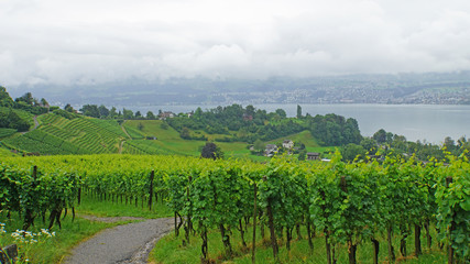 Fototapeta na wymiar Weinanbau am Zürichsee/ Weinanbau am Zürichsee, Landschaft in der Schweiz, Weinberge und im Hintergrund der Zürichsee und sein dicht besiedeltes Ufer