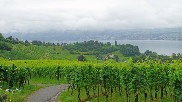 Weinanbau am Z&uuml;richsee/ Weinanbau am Z&uuml;richsee, Landschaft in der Schweiz, Weinberge und im Hintergrund der Z&uuml;richsee und sein dicht besiedeltes Ufer