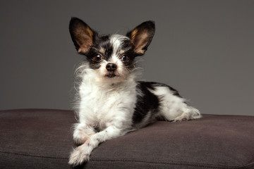 Cute small dog portrait