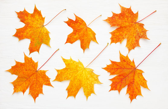 Pattern of six bright, autumn maple leaves on white wooden background