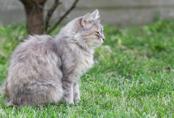 Naklejka na ściany i meble grey cat on green grass