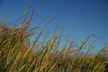 Grass on the Lake