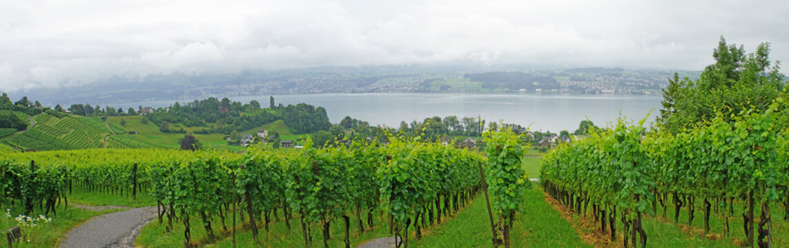 Weinanbau am Z&uuml;richsee/ Weinanbau am Z&uuml;richsee, Landschaft in der Schweiz, Weinberge und im Hintergrund der Z&uuml;richsee und sein dicht besiedeltes Ufer, Panorama 