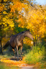 Bay stallion in fall park