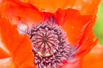 close-up of macro poppies
