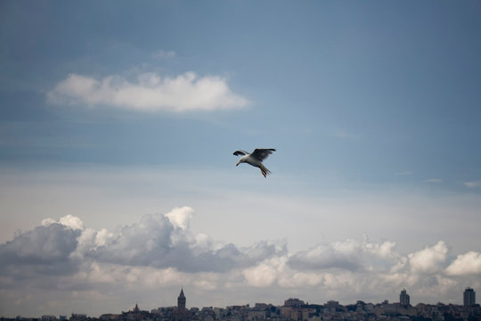 View of seagull flying with the Istanbul cityscape in the background.
