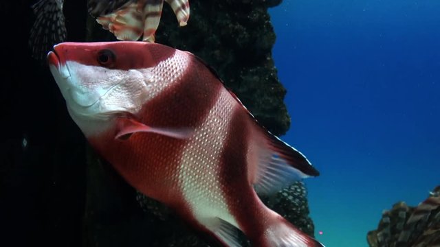 センネンダイ,サンバナー,フエダイ、千年鯛 / Emperor red snapper, Lutjanus sebae