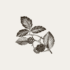 Blackberry. Vintage hand drawn illustration of bramble berries and leaves. Vector floral graphic elements isolated on white - 230412915