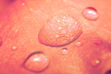 water drops on rose petals