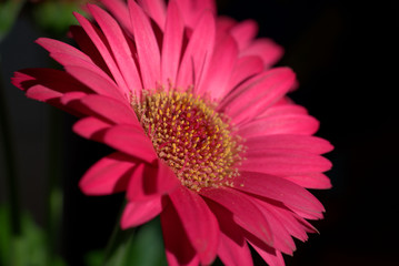 Rote Gerbera blüht