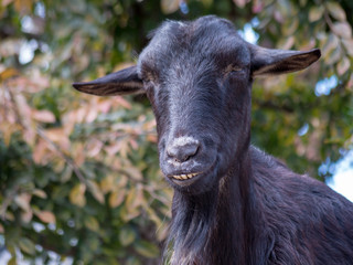 黒いやぎの笑い