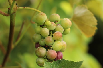 Grappolo di uva acerbo su sfondo verde