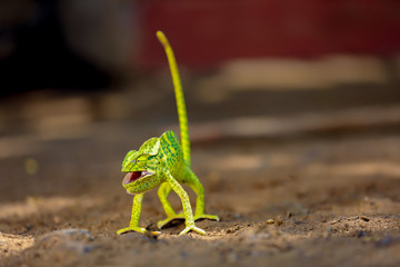 Little green female chameleon  (chamaeleonidae)