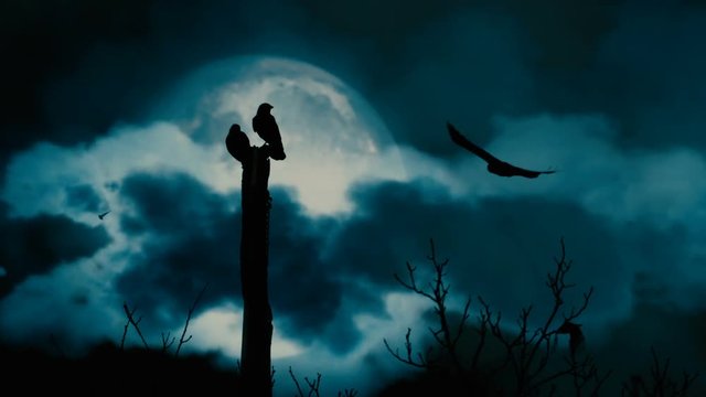 Ravens on branches in the moonlit night - Slo Mo