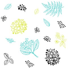 Leaves set. Hand drawn decorative elements. Vector illustration