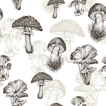 Seamless pattern of highly detailed hand drawn mushrooms on white background. Vector design. Forest nature.