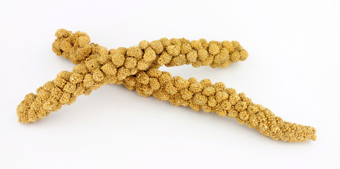 Group of foxtail millet sprays for feeding pet cage birds