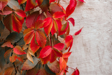 Background of red and green Virginia creeper known as five-leaved ivy on the wall.