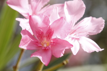 pink flower close-up