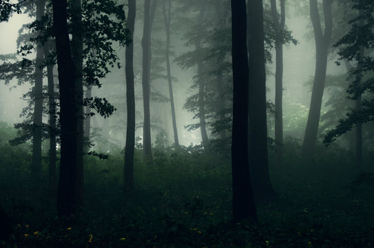 mysterious forest landscape