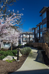 Modern low rise wood frame complex. On sunny day in spring with blooming sakura trees.