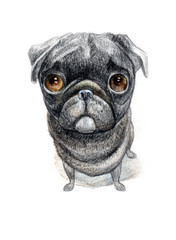 Dog portrait, drawing on paper, breed pug
