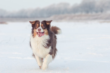 Hund läuft glücklich im Schnee