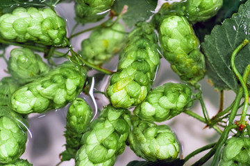 Green fresh hop cones in water for making beer