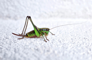 Close up of grasshopper sitting on rock. Shallow depth of field.