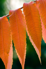 Laub des Essigbaums im Park oder Garten Herbstlaub wunderbar rot