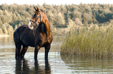 Pferd steht im Wasser