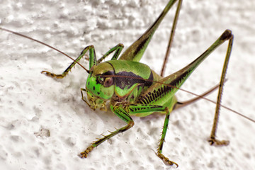 Close up of grasshopper sitting on rock. Shallow depth of field.