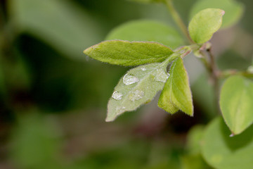 Fototapeta na wymiar spring leaf and early dew
