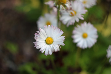 Obraz premium Chamomile 