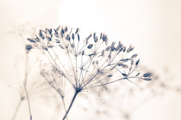 Samen von wilder Pflanze mit hellem Hintergrund und weichem Effekt stille und reine Stimmung Winter - obrazy, fototapety, plakaty