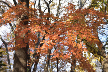 紅葉