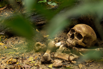 Skull and bones digged  in the  pit  with old timbers, Concept halloween day, still life style.
