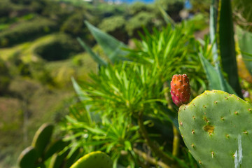 La Palma Kanaren canarias canary islands travel reise holiday spain insel vulkan lava atlantik urlaub erholung relax grün grüne