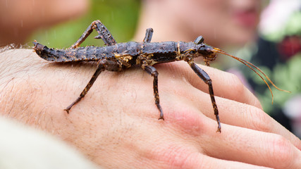 Thorny devil stick insect or giant spiny stick insect (Eurycantha calcarata) on hand