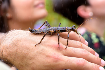Thorny devil stick insect or giant spiny stick insect (Eurycantha calcarata) on hand