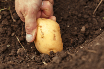 Hands harvesting fresh organic potatoes from soil