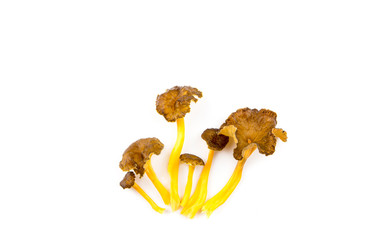 Craterellus lutescens or Cantharellus lutescens or Cantharellus xanthopus or Cantharellus aurora,...