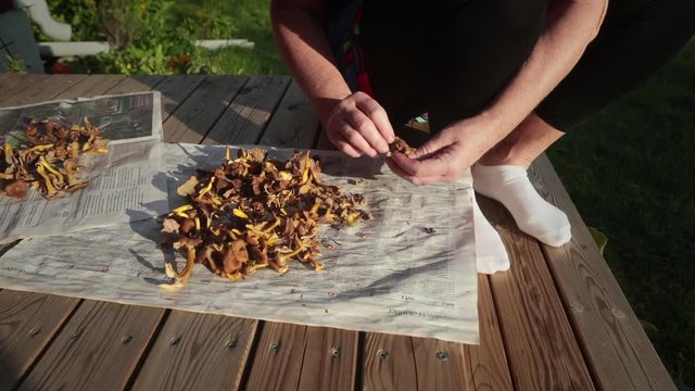 Mushrooms from a autumn walk in the forest. Woman sitting outdoors on a porch cleaning funnel chanterelle with a small brush.
