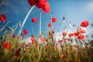 Obraz premium flowers and sky