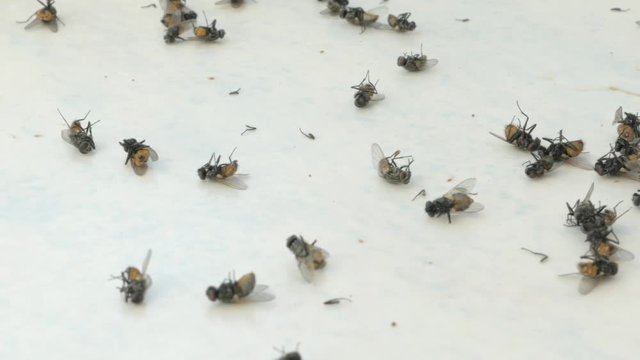 lots of flies on the windowsill, dead flies, dying insects, plague