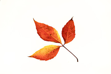 Red autumn leaf isolated on white background