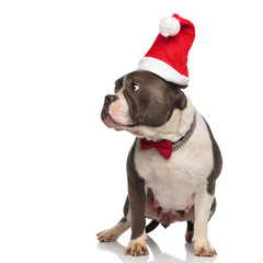 curious gentleman american bully wearing santa hat looks to side