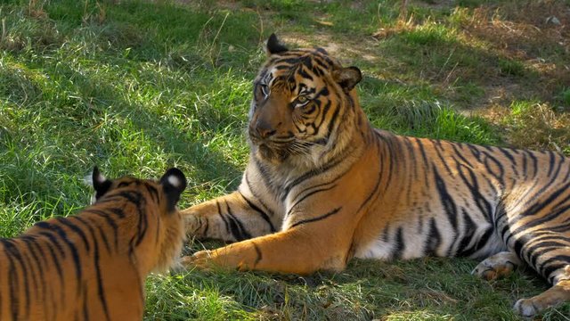 Sumatran tiger (Panthera tigris sondaica) couple